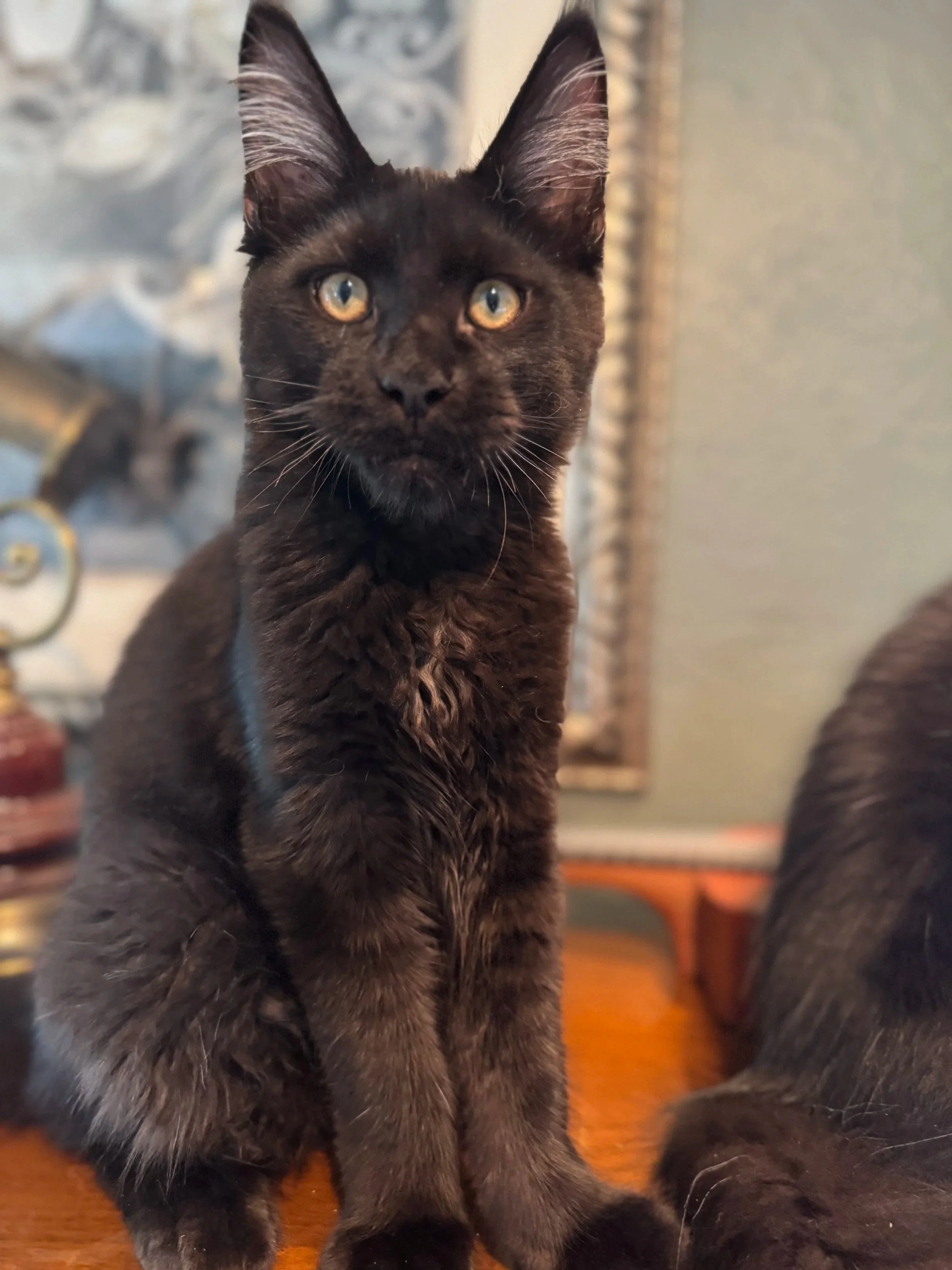 IMG_8678.jpg