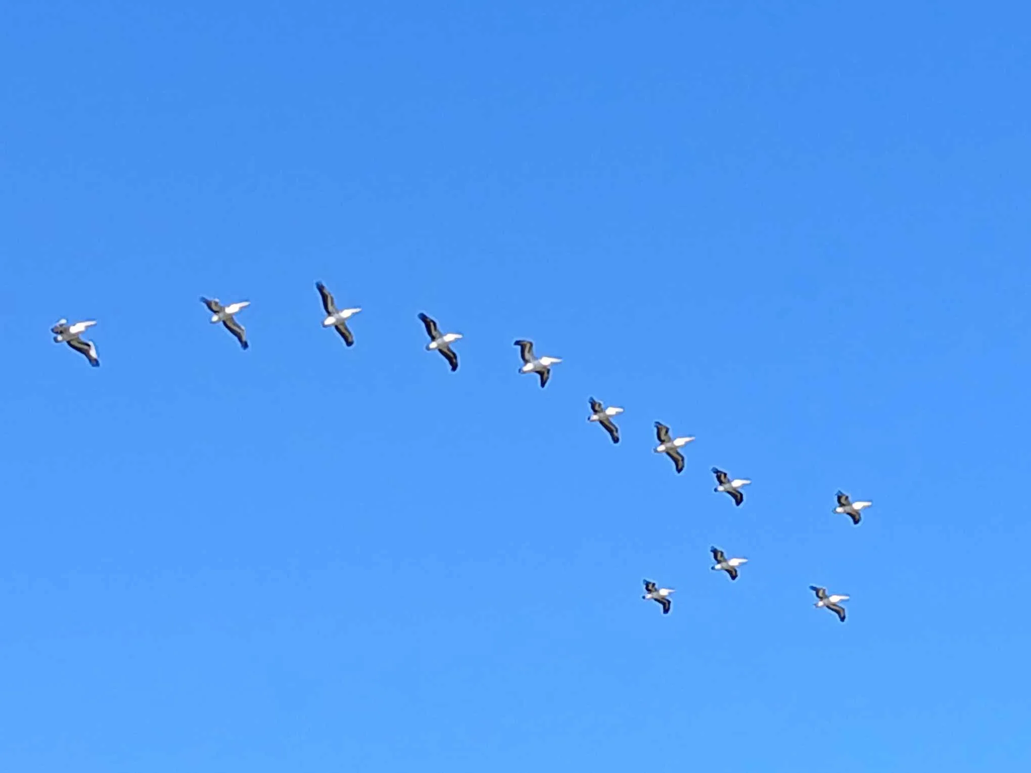 Flock of birds flying in a V formation against a clear blue sky.
