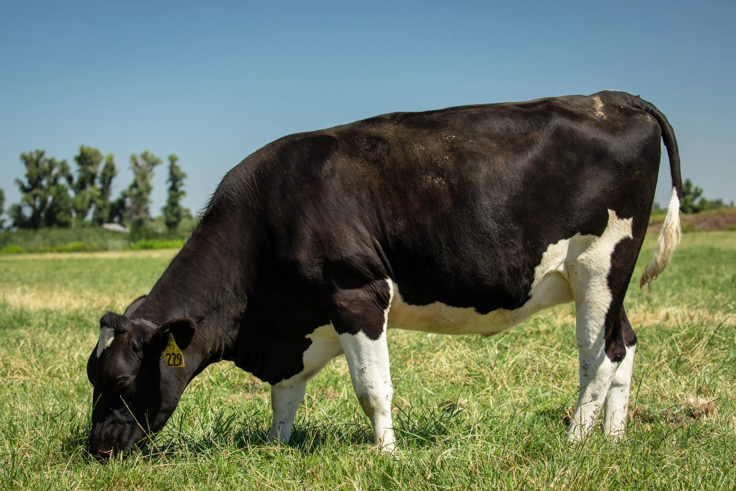 6-X Dairy  0034.jpg