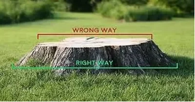 A tree stump in a grassy field with lines indicating the correct and wrong ways to cut it, labeled 'RIGHT WAY' and 'WRONG WAY'.