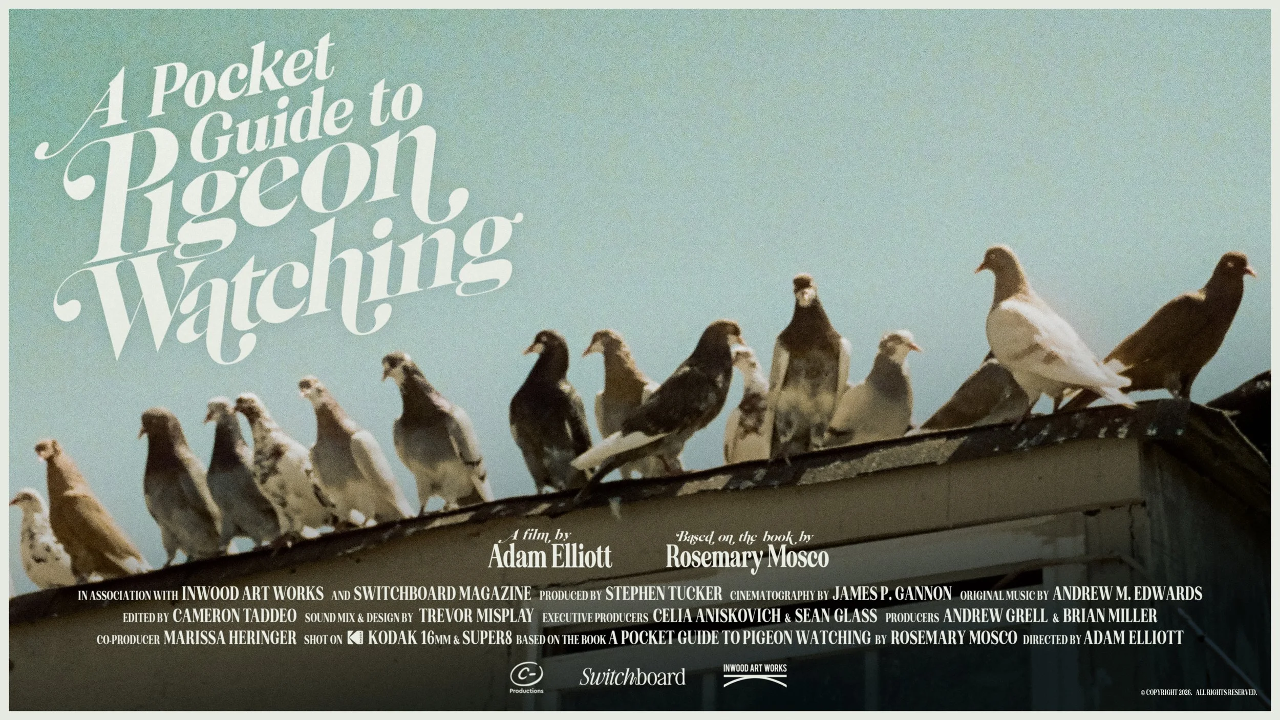 A Pocket Guide to Pigeon Watching