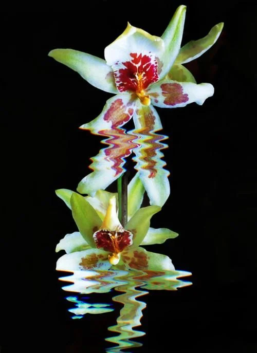 orchid green.jpg