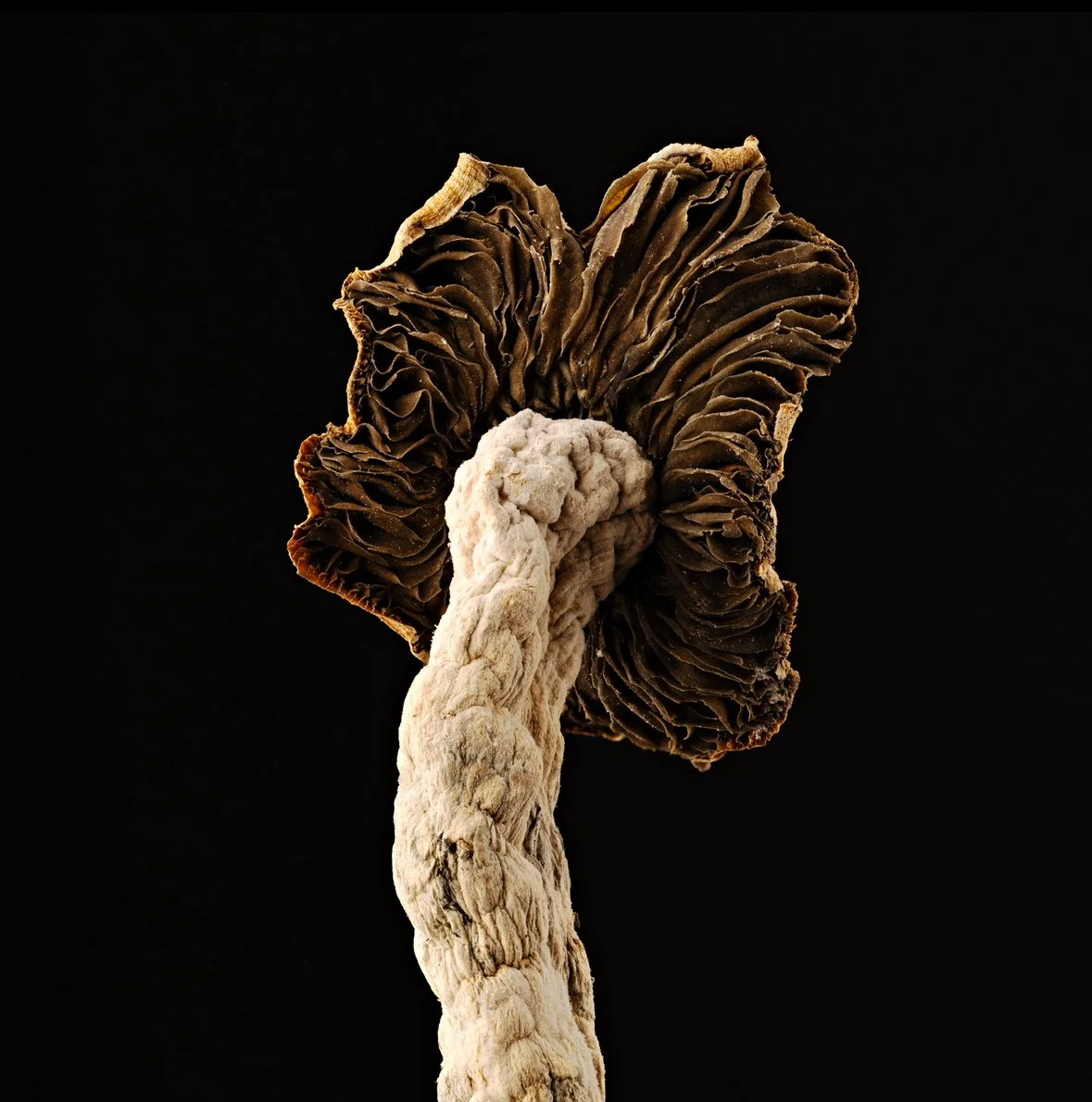 IMG_2803.jpeg (Copy) (Copy) (Copy)