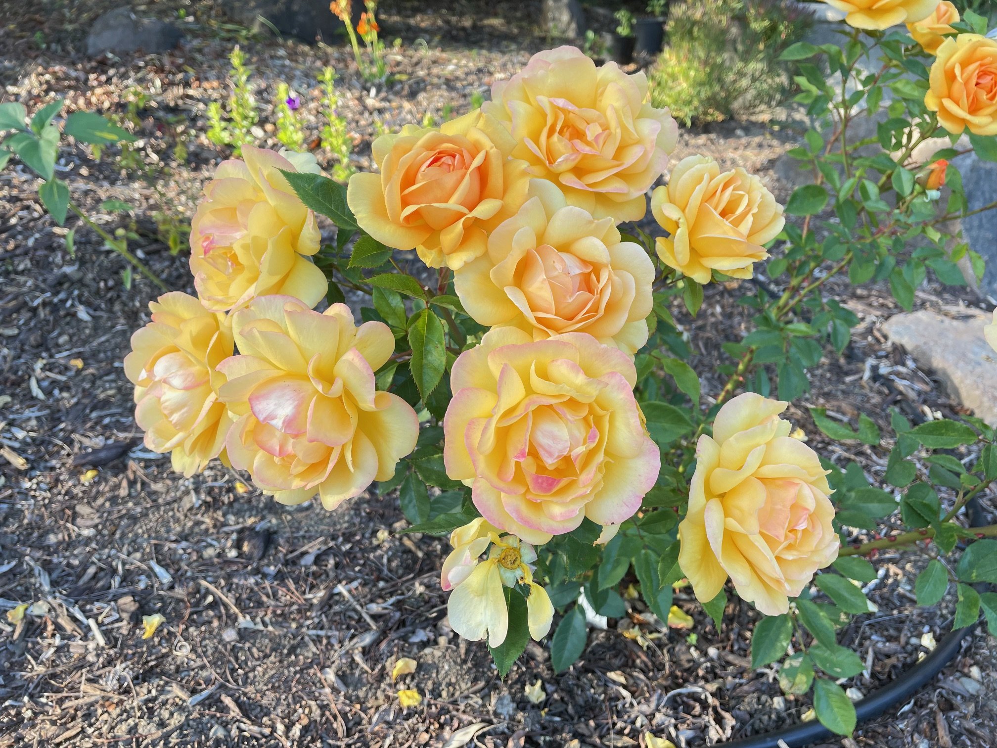 Garden tour: June 2025