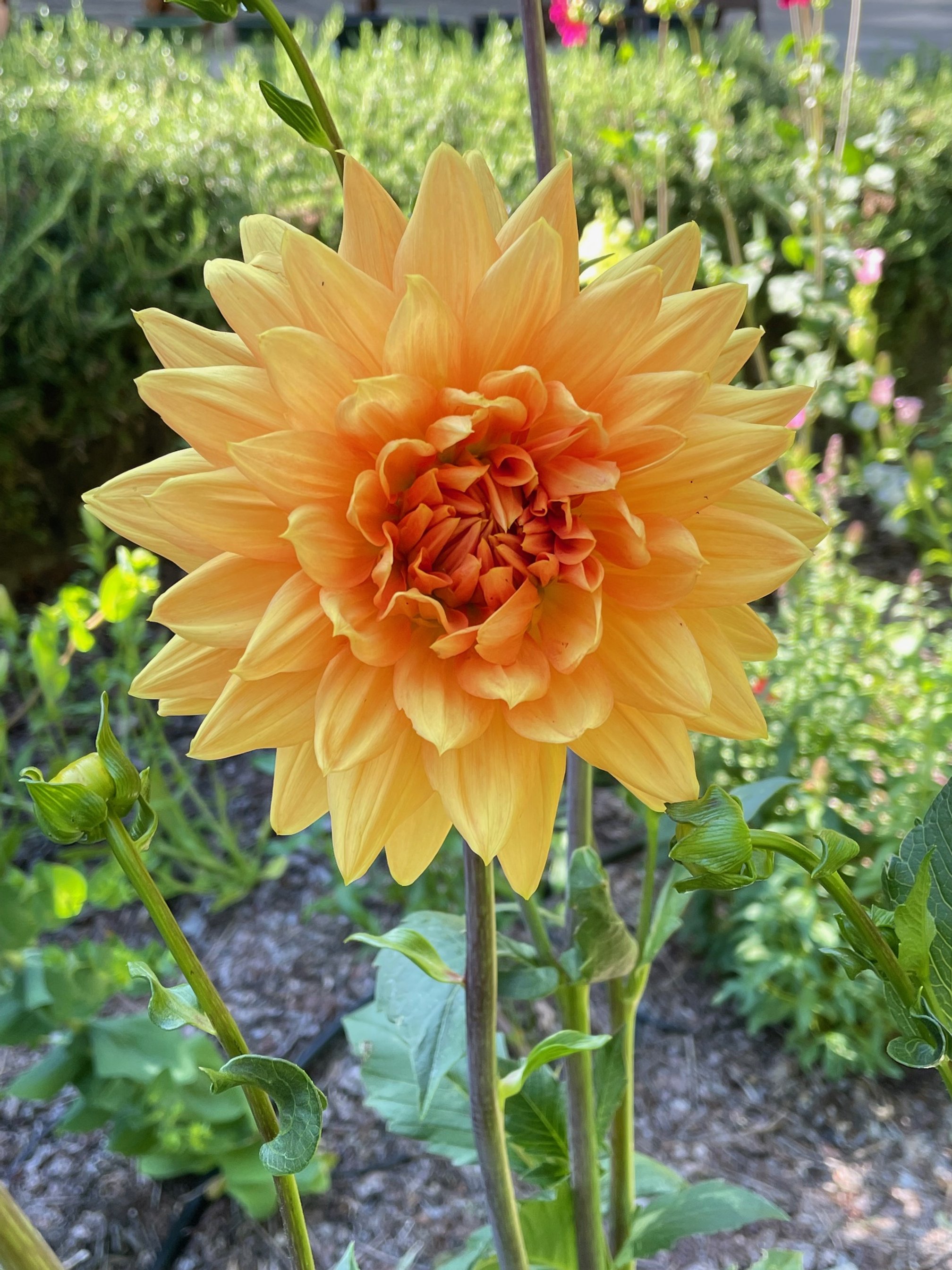 Flower of the month: Dahlias