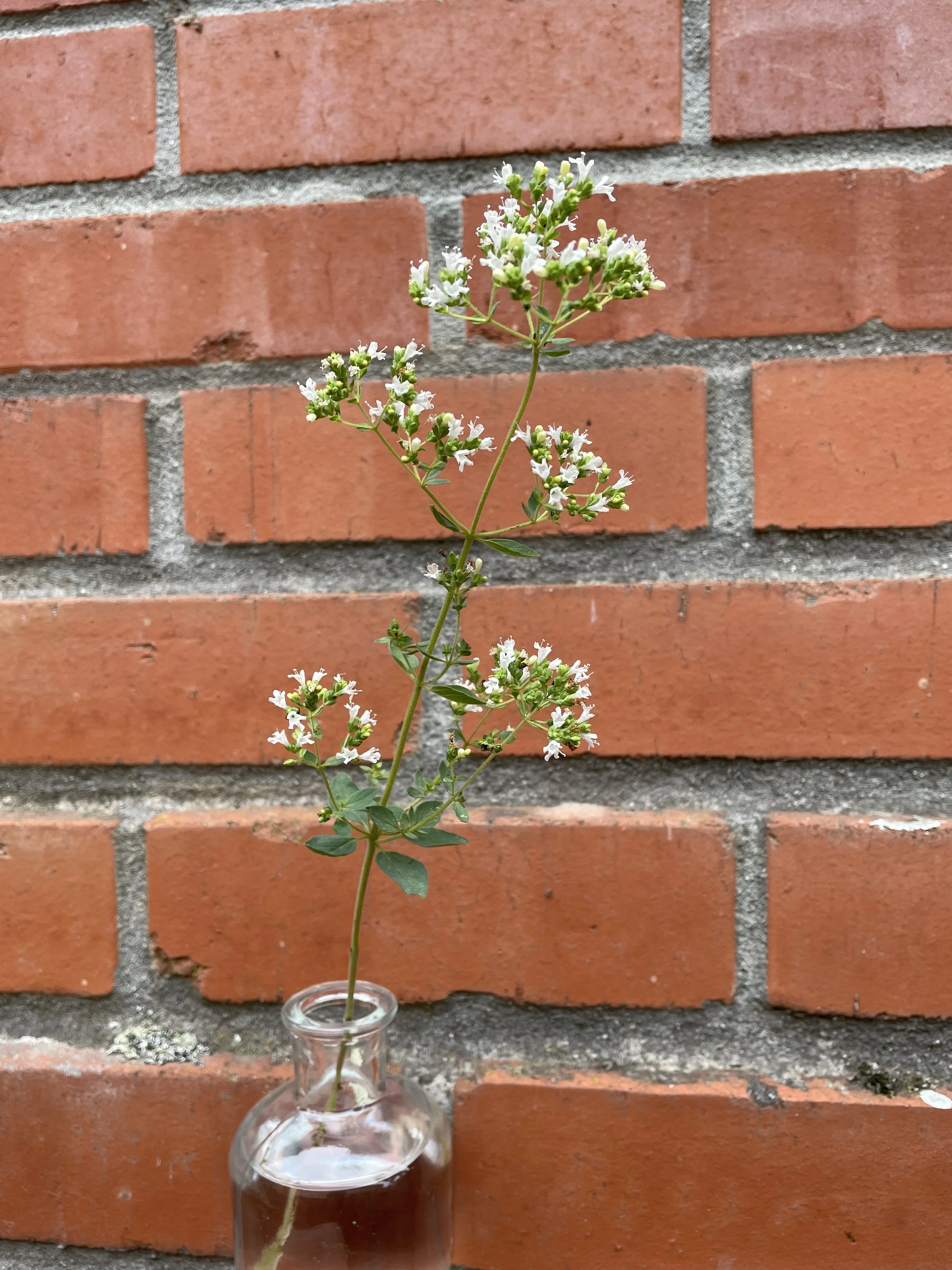 Flower of the month: Flowering oregano