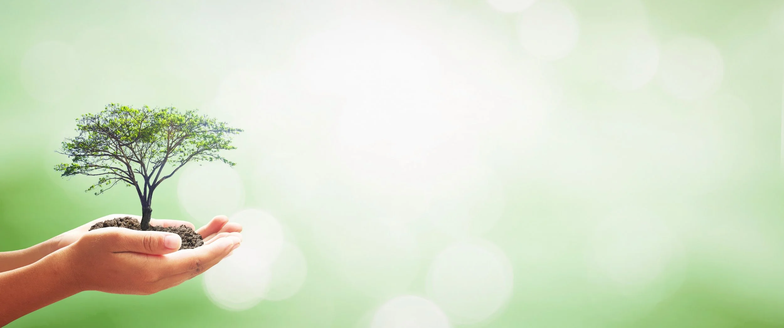 Hands holding soil with a small green tree growing out of it, set against a blurred green background.