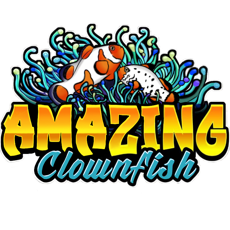 Amazing Clownfish