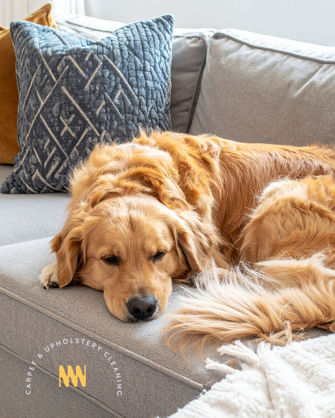 How to Remove Pet Stains