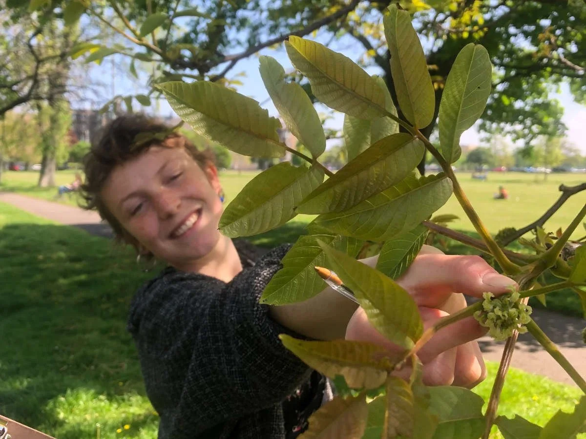 Recognising trees - Summertime tree identification workshop