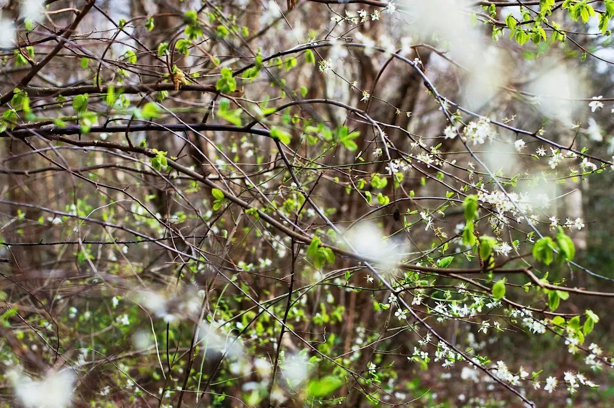 Seeing the now: Mindful photography