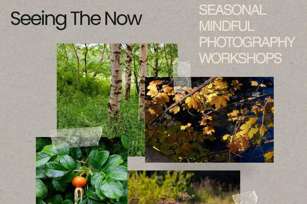 Seeing the now: Mindful photography (autumn)