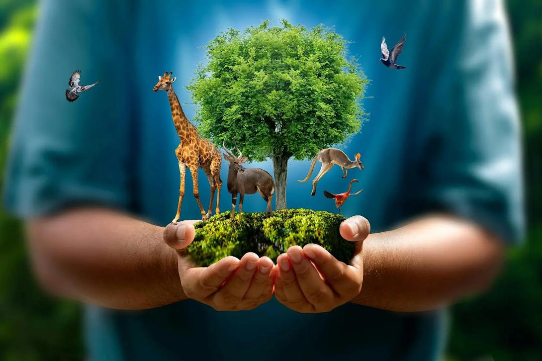 Nature film shorts