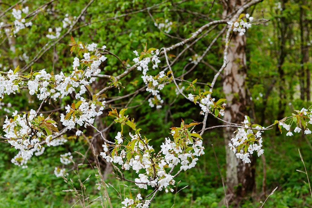 Seeing the now: Mindful photography