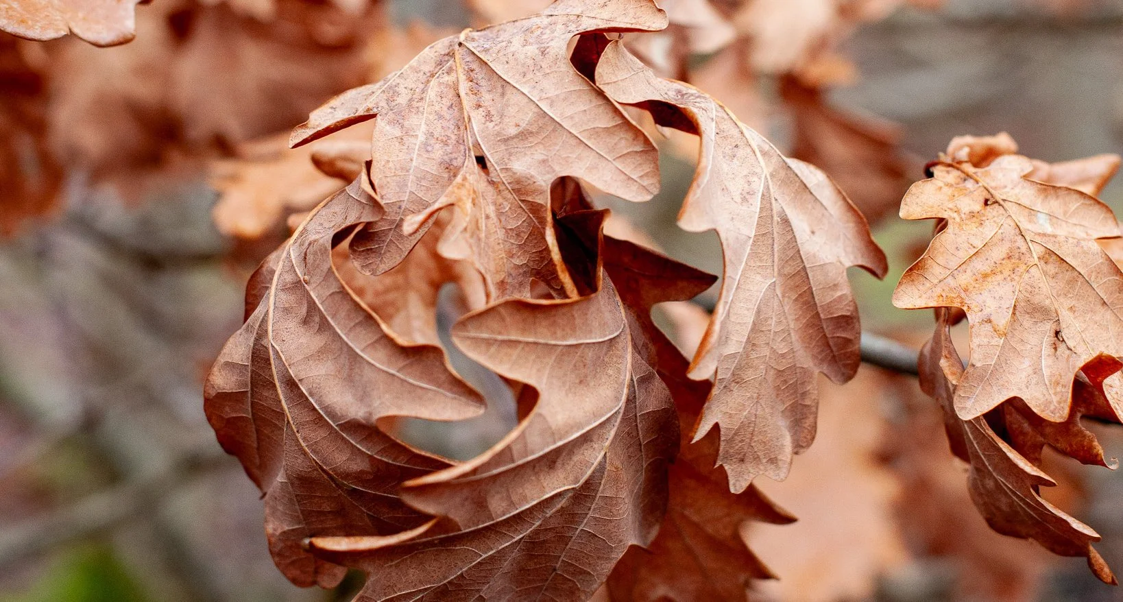 Seeing the now: Mindful photography