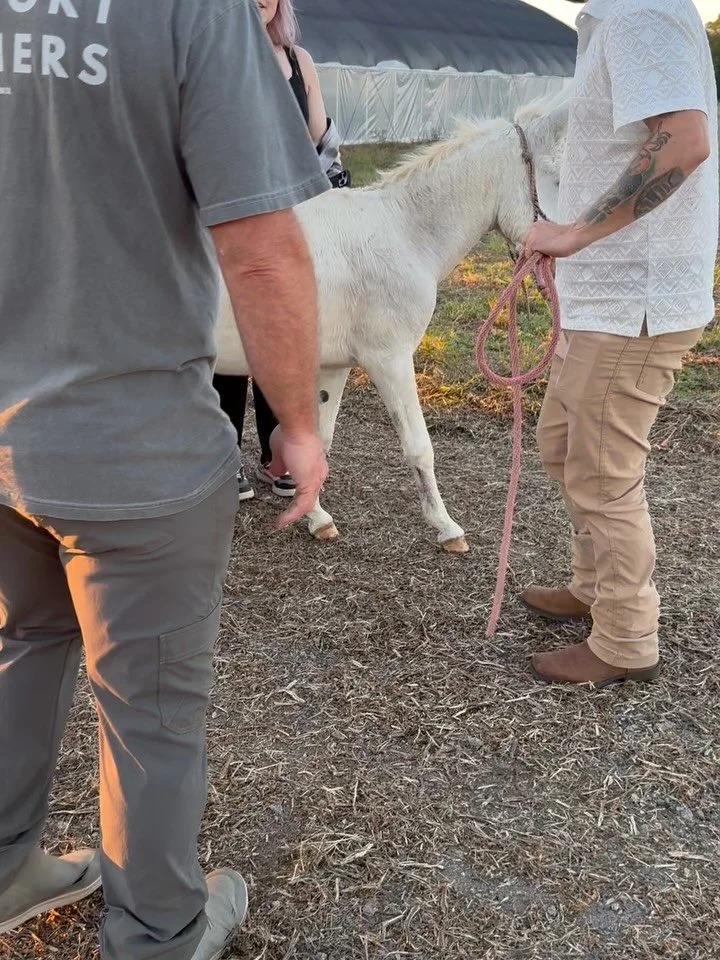 Welcome home!  Introducing the newest member of our family!  He doesn&rsquo;t have a name yet. The grandsons are working on it. 🫏❤️ #buildingsilveroakfarm #livingthedream #donkey #farmlife #farmer @pgcountyva @visitpetersburgva @vafarmbureau