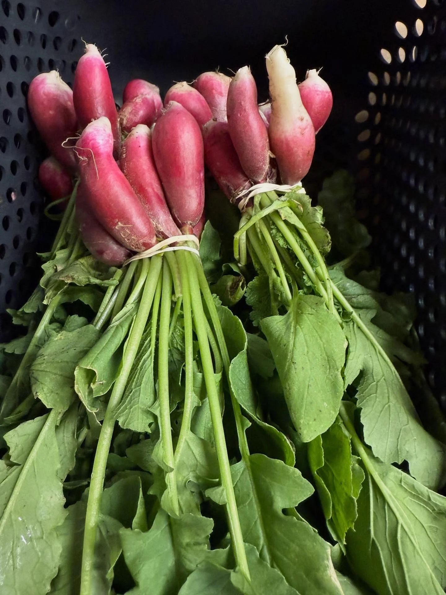Happy Friday friends!  Menu is up for this Saturday!  We&rsquo;ll have some gorgeous radishes and bok choy along with other veg and flowers, of course!  Stop by and see us. Remember this is also the weekend for the 11th Annual Virginia Czech and Slov