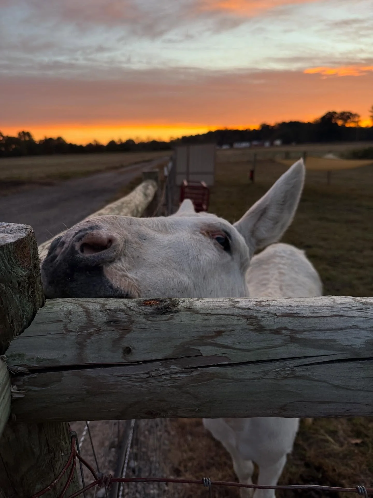 Where are my parents going so early, you ask?  Headed to the @pgfarmersmarket!  Go say hi! #buildingsilveroakfarm #livingthedream #donkey #donkeylove @pgcountyva @visitpetersburgva