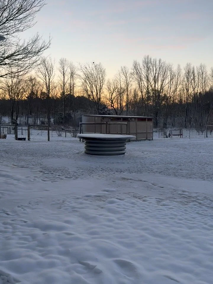 Welcoming the sun this morning!  Early morning bake headed to the @apothiccompany. They&rsquo;ll warm you up. ❤️ #buildingsilveroakfarm #farmerbaker #livingthedream @pgcountyva @pgfarmersmarket @visitpetersburgva @vafarmbureau