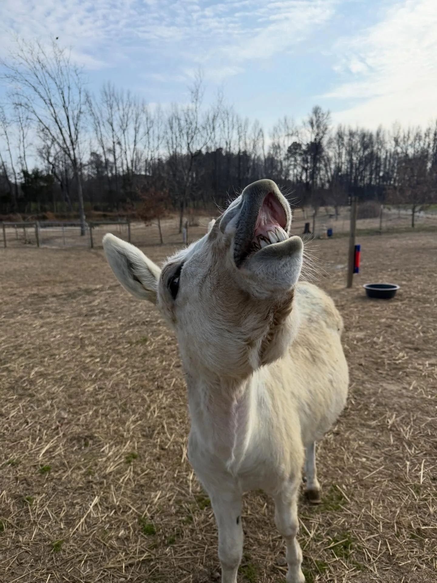 Elmer is just loving this weather!  And he has a surprise!  Stay tuned. #donkey #donkeylove #buildingsilveroakfarm @pgcountyva @pgfarmersmarket @visitpetersburgva @vafarmbureau