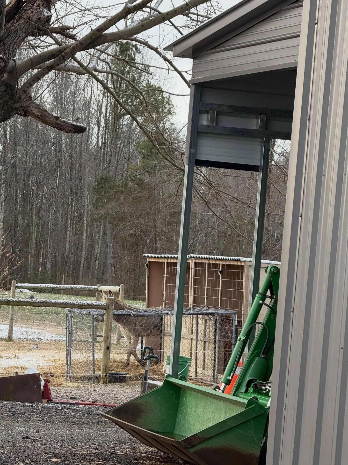 We caught her!  Fiona finally, finally went in the run-in shed. Guess she&rsquo;s had enough of this darn weather, too! 🫏❤️#buildingsilveroakfarm #donkey #donkeyoftheday #livingthedream #fiona @pgcountyva @pgfarmersmarket @visitpetersburgva @vafarmb