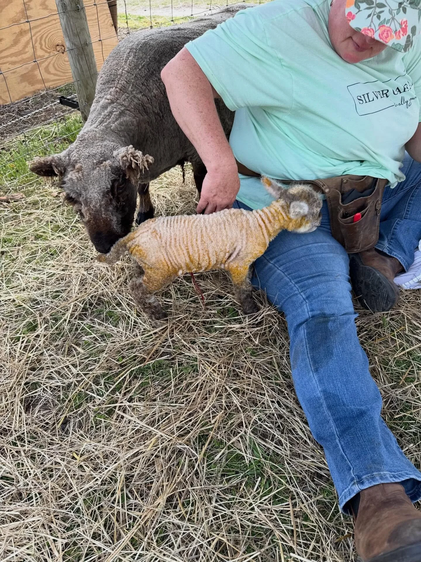 And. Then. There were 5!  Jezebel delivered the last lambs for 2026. Twin girls. Bootsie is the white lamb and we are waiting on the grandsons to name the little black one. The lambs of SOF are bringing us such joy. #livingthedream @pgcountyva @pgfar