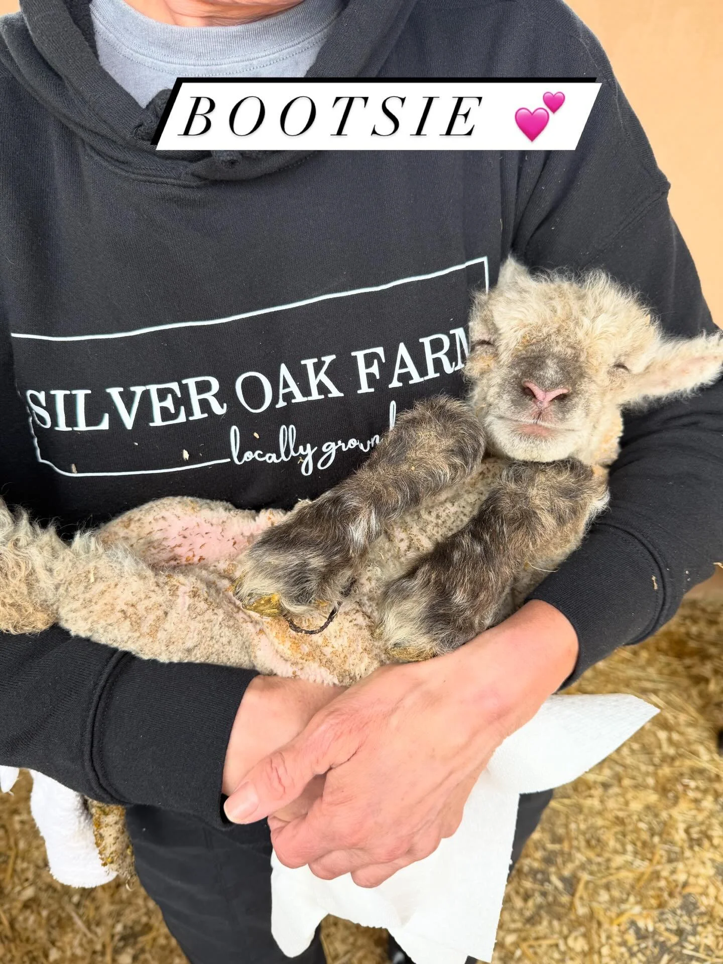 The lambs of Silver Oak Farm. Two days old. Sweet as can be. 💕 Just look at those smiles. 🤩 #livingthedream  @pgcountyva @pgfarmersmarket @vafarmbureau @visitpetersburgva