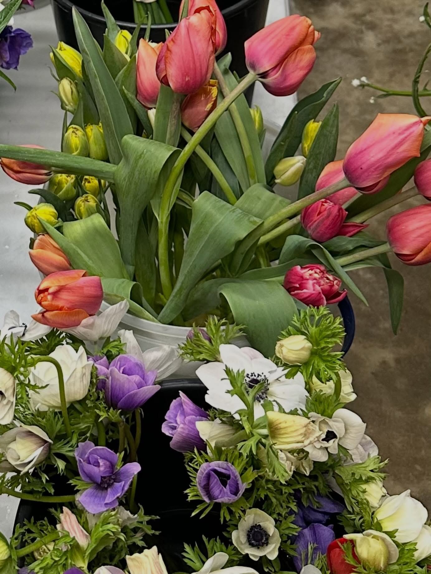 We have bouquets available today, Friday, April 10th, 5-7 PM and tomorrow, Saturday, April 11th 10-2 PM. Stop by the farm for some #locallygrownhappiness and start the weekend with a big smile!  @silver.oak.farm @pgcountyva @pgfarmersmarket @visitpet