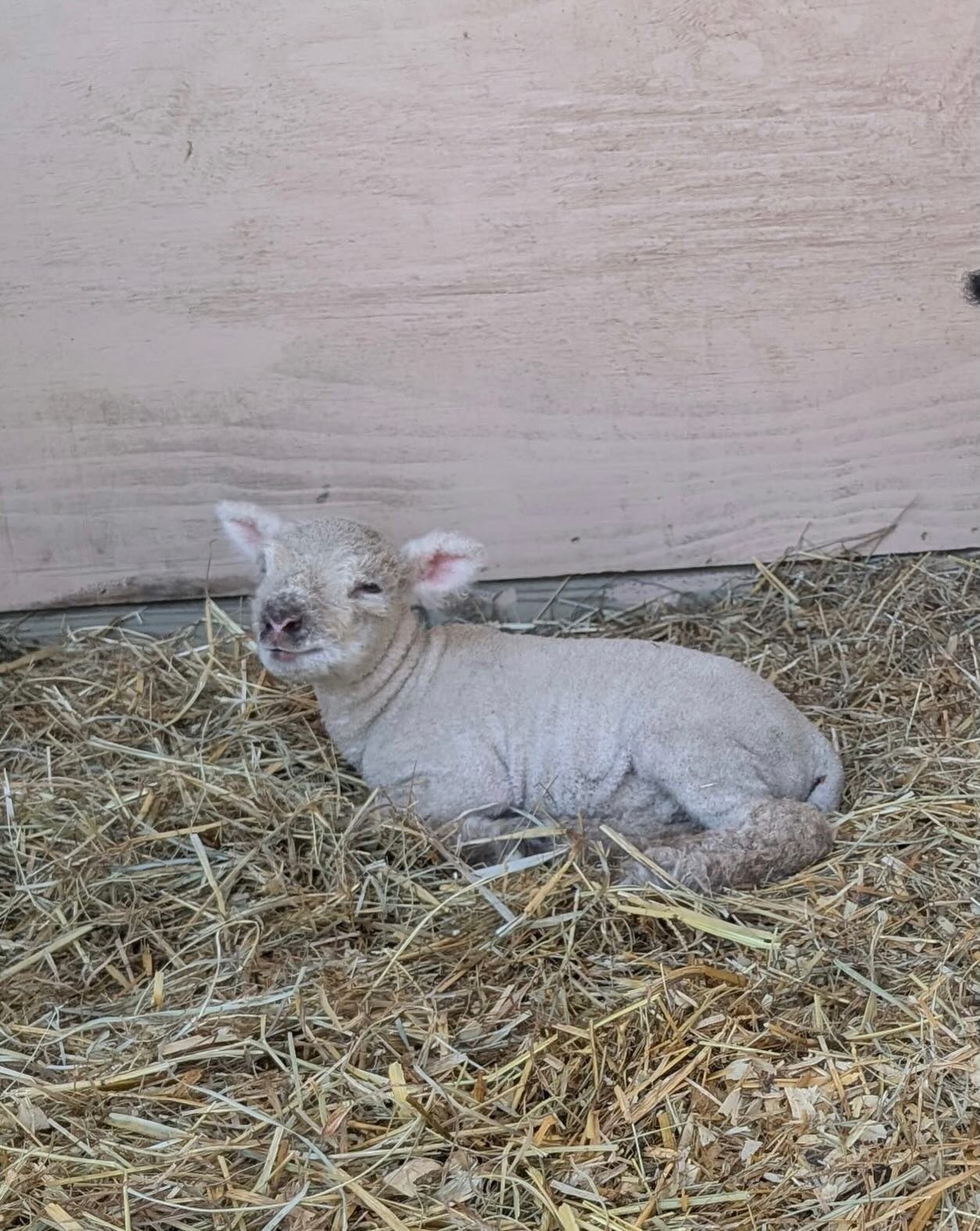 Today is a hard day on the farm.

We said goodbye to our sweet lamb, Bootsie. 💔

Farming is full of beauty, new life, and joy&hellip; but it also carries moments like this that are heavy and heartbreaking. Loving animals means showing up for all of 