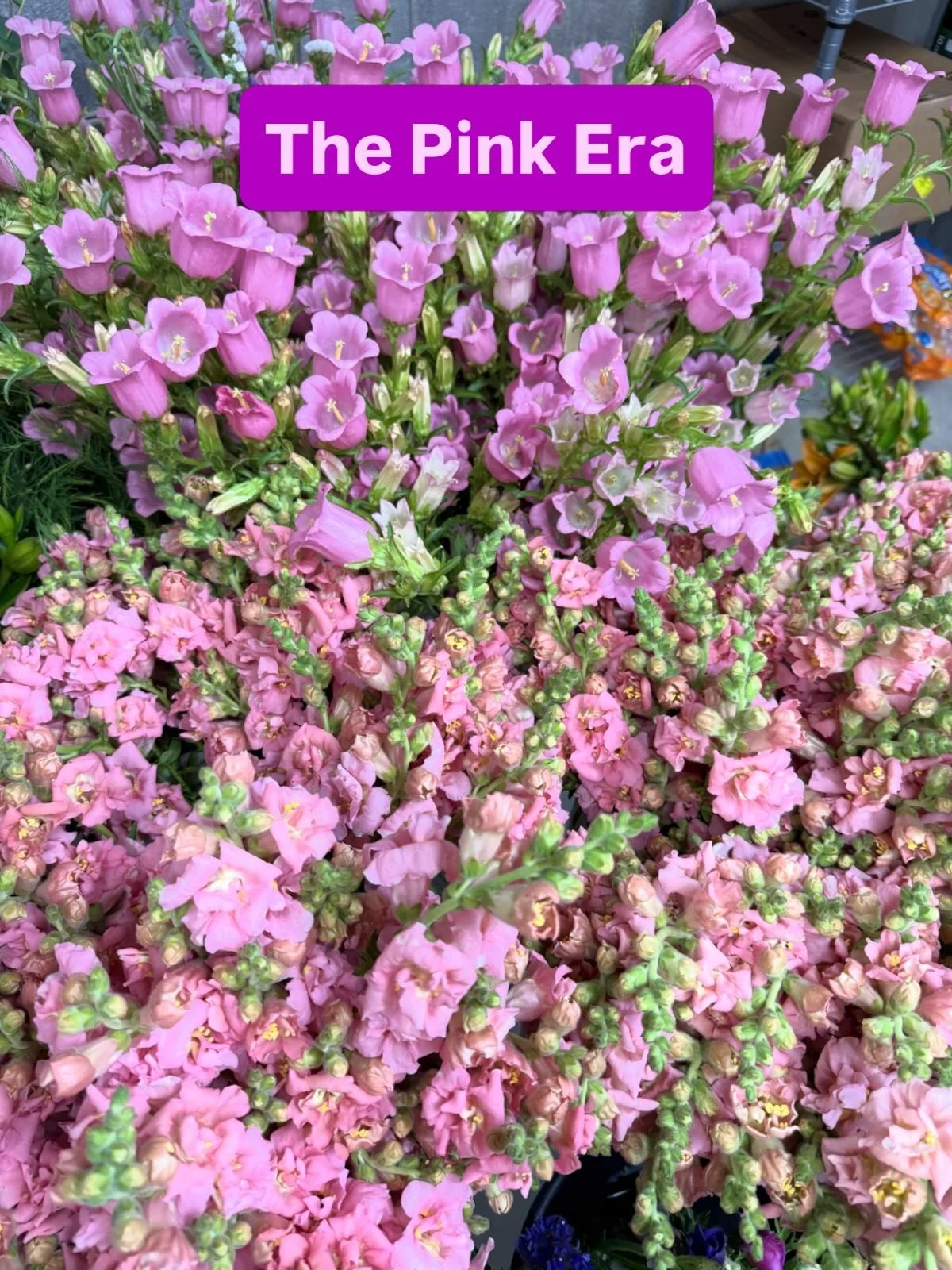 We&rsquo;re in our Pink Era over here at Silver Oak Farm. 🌸💕 $10 for an all pink bouquet this Saturday only. Available at the @pgfarmersmarket at Clucks &amp; Ducks stand, they will also have mixed bouquets, 9-1pm or until sold out and at the farm 