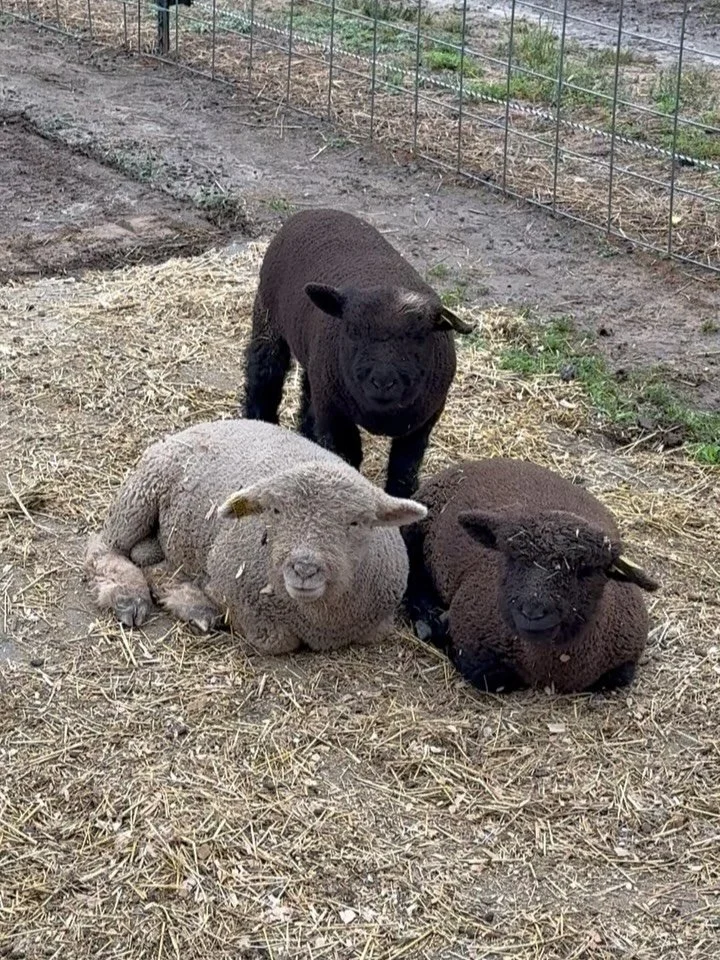 When Dad moves the hut. Old habits die hard! 😩🤣🐑 @pgcountyva @visitpetersburgva @vafarmbureau @virginiafarmersmarkets @silver.oak.farm