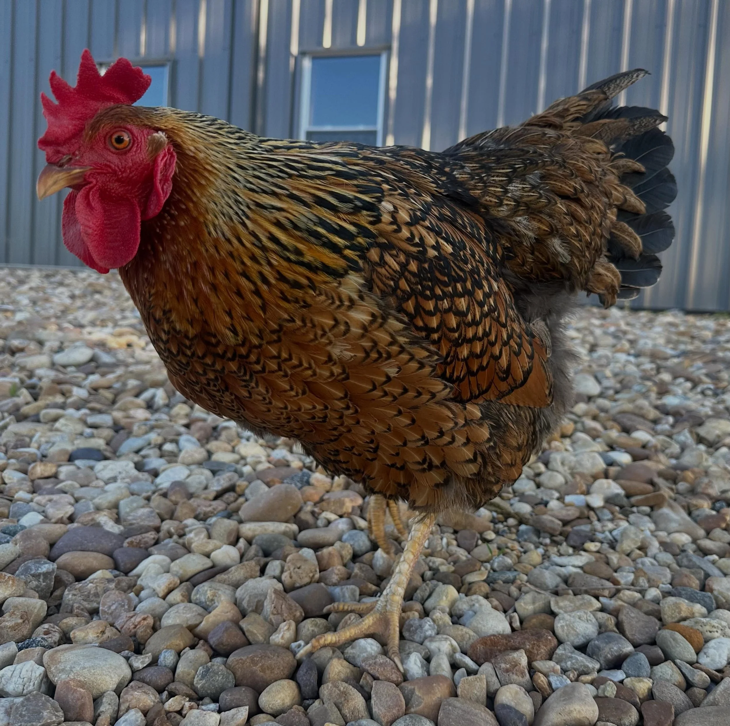Just creeping in to let you know that Silver Oak Farm will be open for flowers and a few vegetables, Tuscan kale and cucumbers. Saturday, June 6th, from 10-2pm. So, come say hi!  You can also pick up flowers at @pgfarmersmarket at Clucks and Ducks Ho