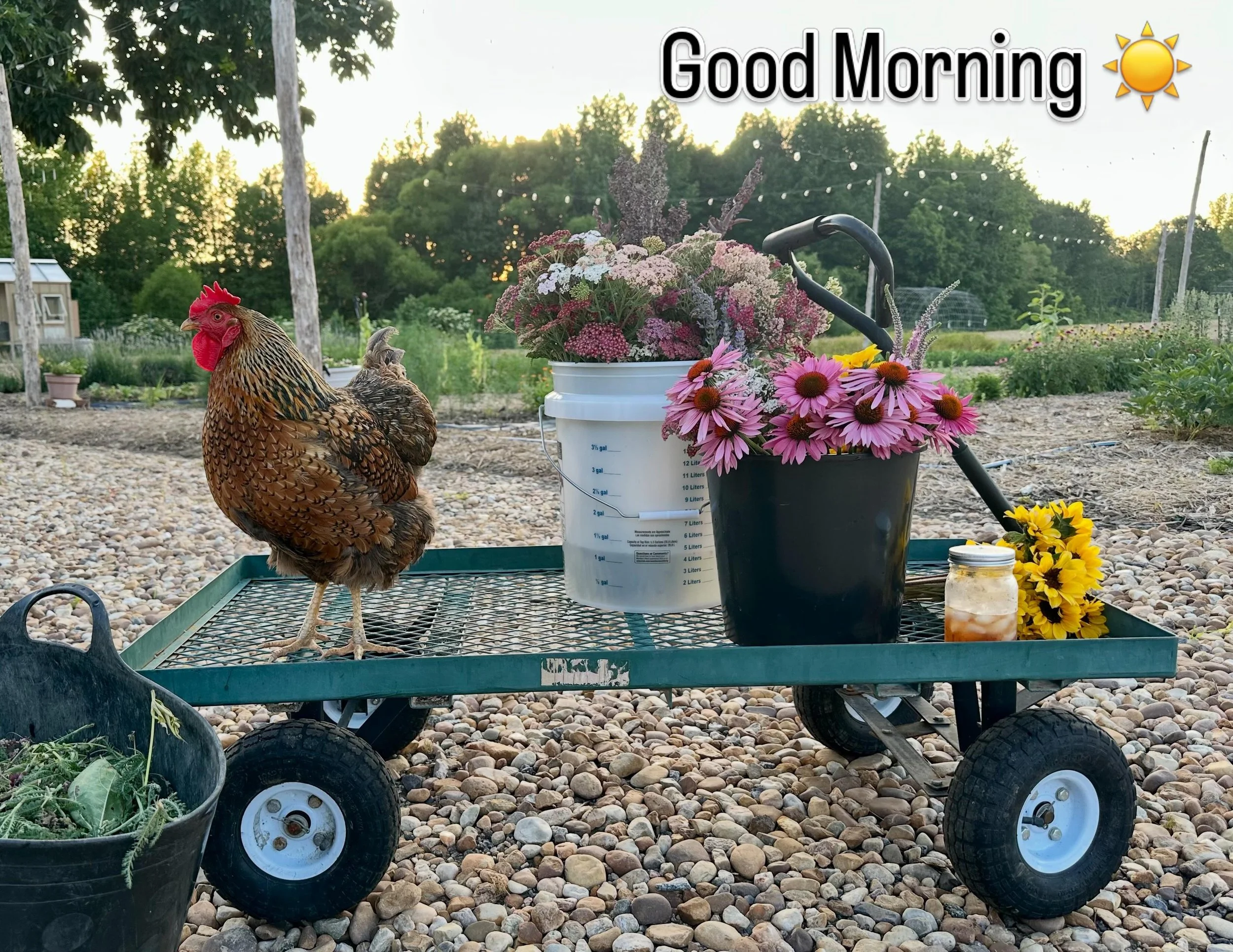 Don&rsquo;t forget, we are open today from 10-12 for flowers and a few veggies. May even have a couple of strawberry-rhubarb hand-pies. 🤔 Stop and say hello to the head rooster in charge! 🤣 @pgcountyva @visitpetersburgva @vafarmbureau @virginiafarm