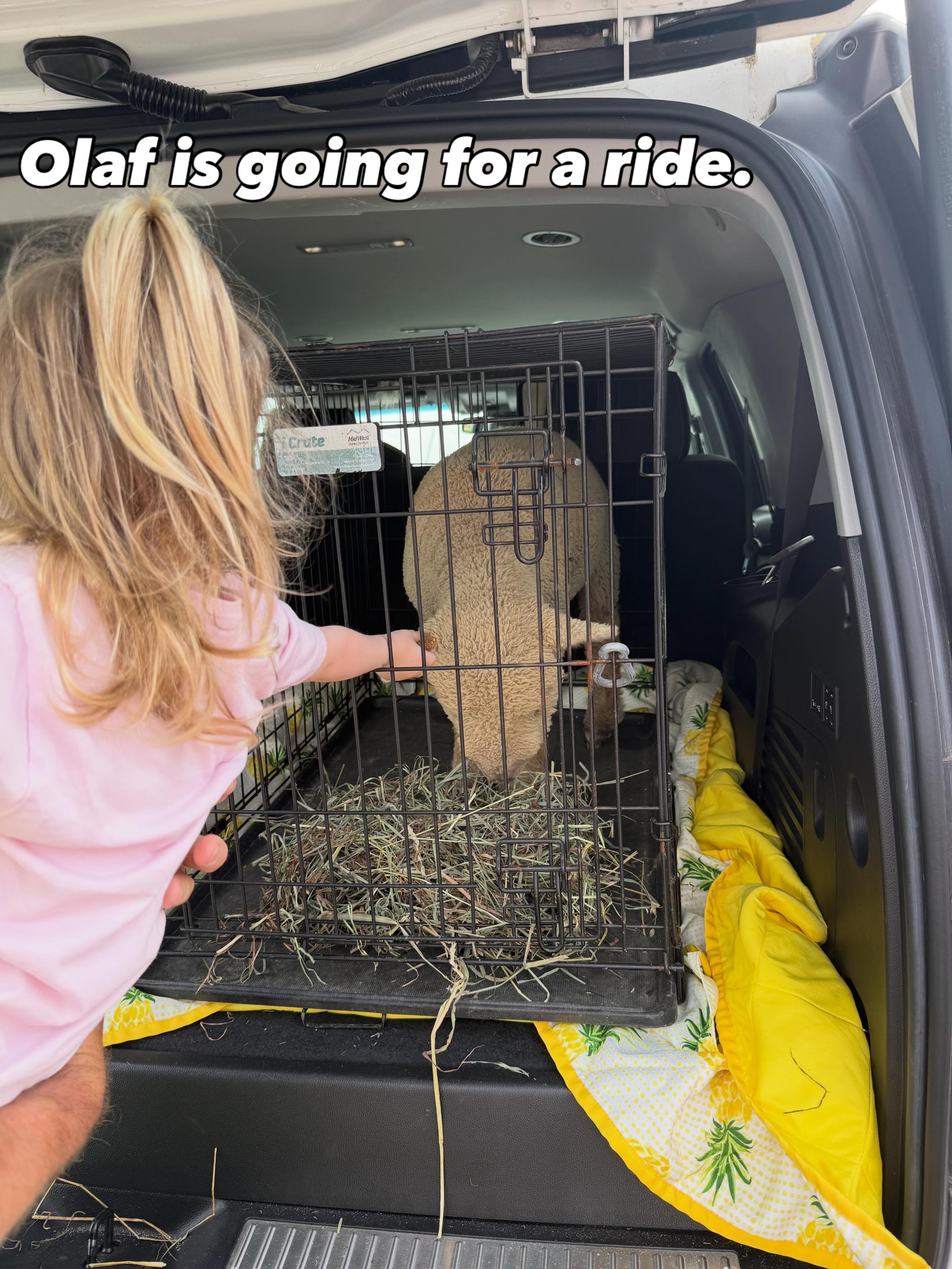 One of the lambs, Olaf, went to his forever home yesterday, a wee bit sooner than expected, but Bow needed a friend. We couldn&rsquo;t be happier that he has joined such a loving family. His sisters, Holly and Belle, will be hoping him in a few short