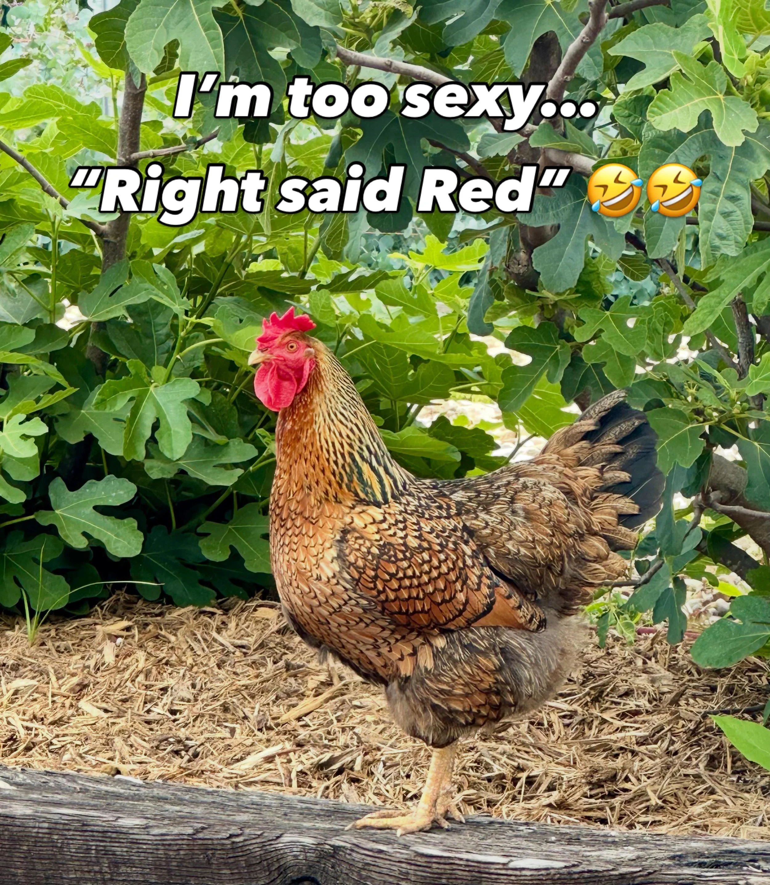 Red wants everyone to know that the farm will be open this Saturday, from 10-2pm. We&rsquo;ll have flowers and some veggies. @pgcountyva @visitpetersburgva @vafarmbureau @vafarmbureau @silver.oak.farm