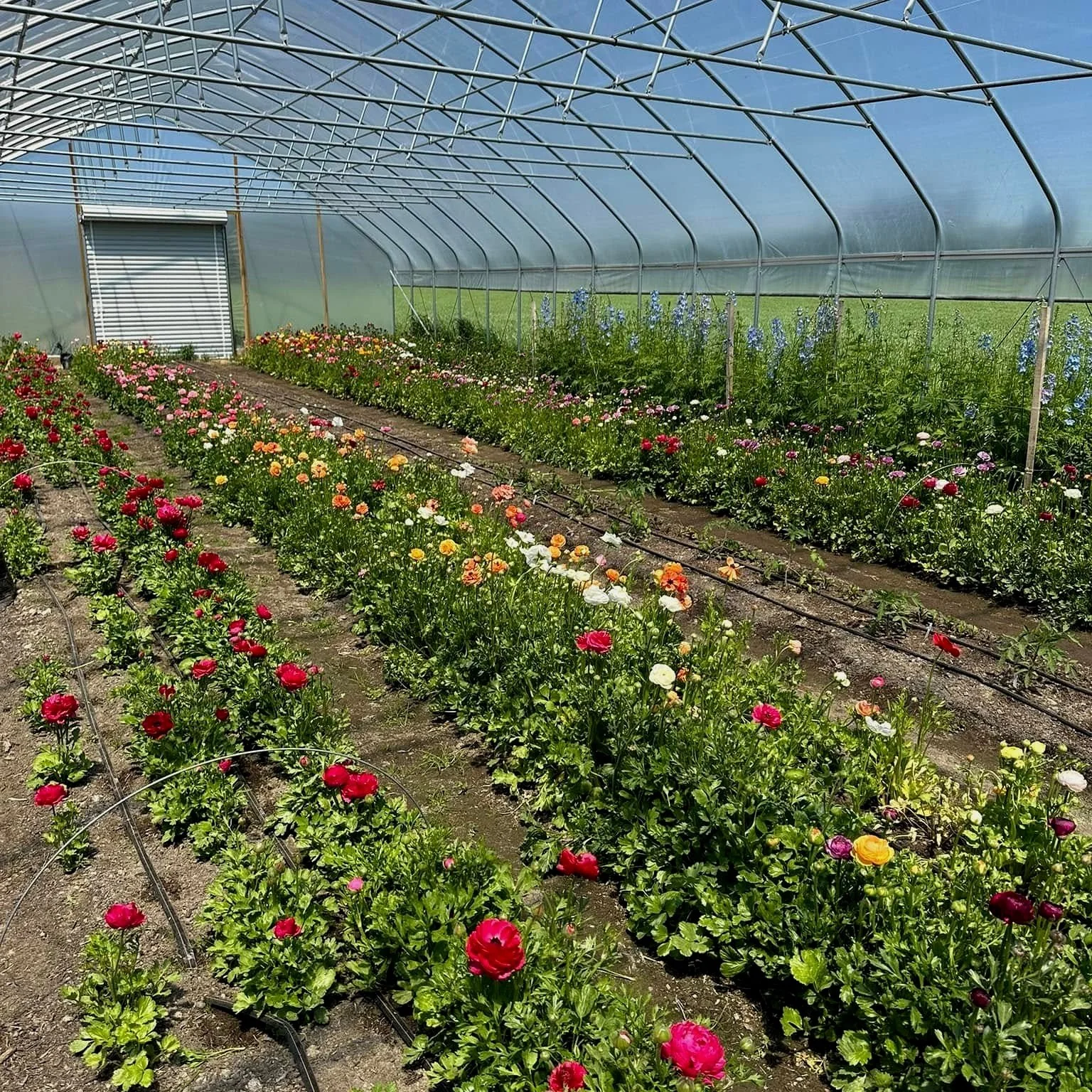 The flowers  Silver Oak Farm Virginia 