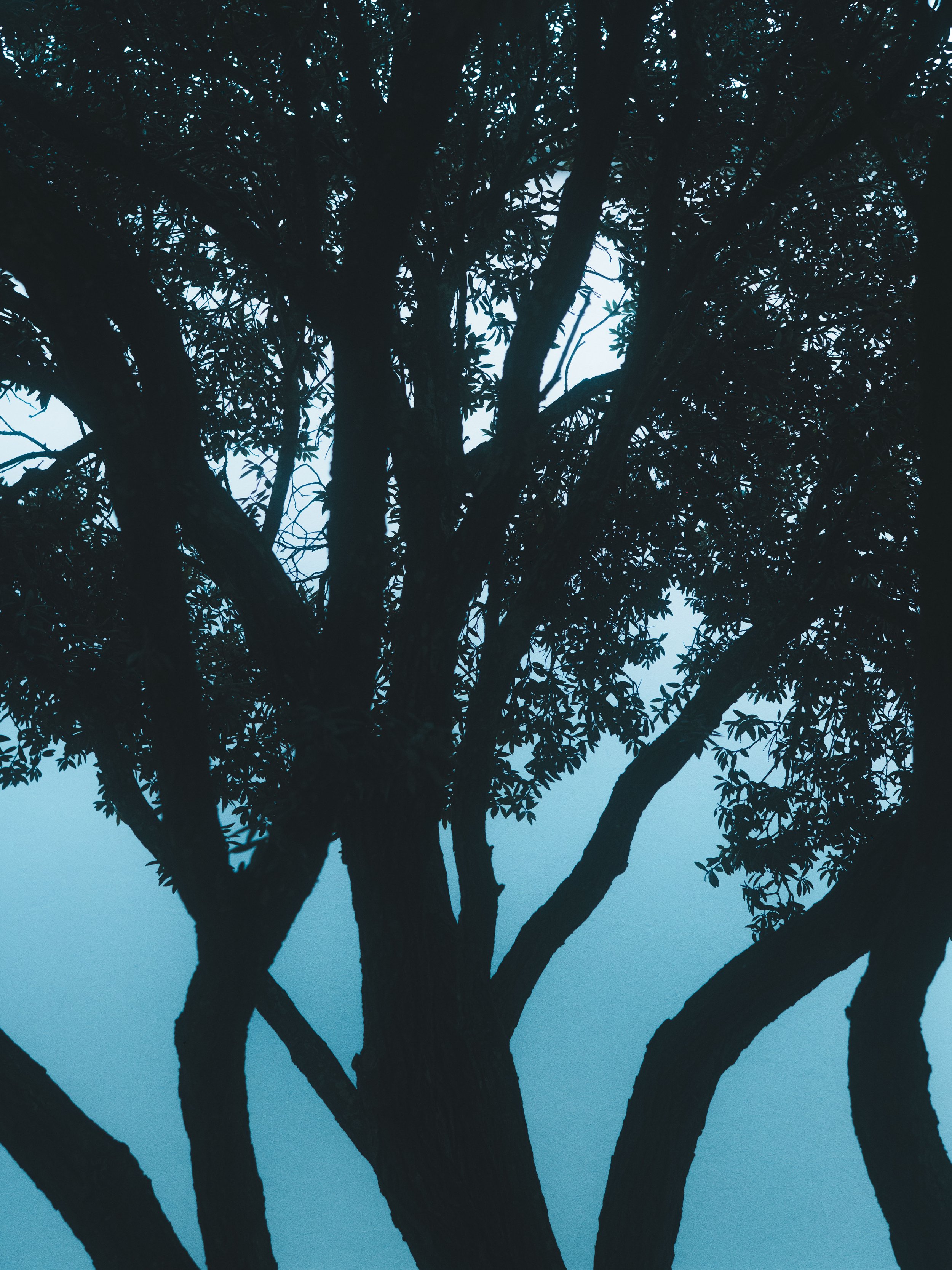 Sebastiaan Rodenhuis Fotografie - Portugal Azxoren Oktober 2025 -24.JPG