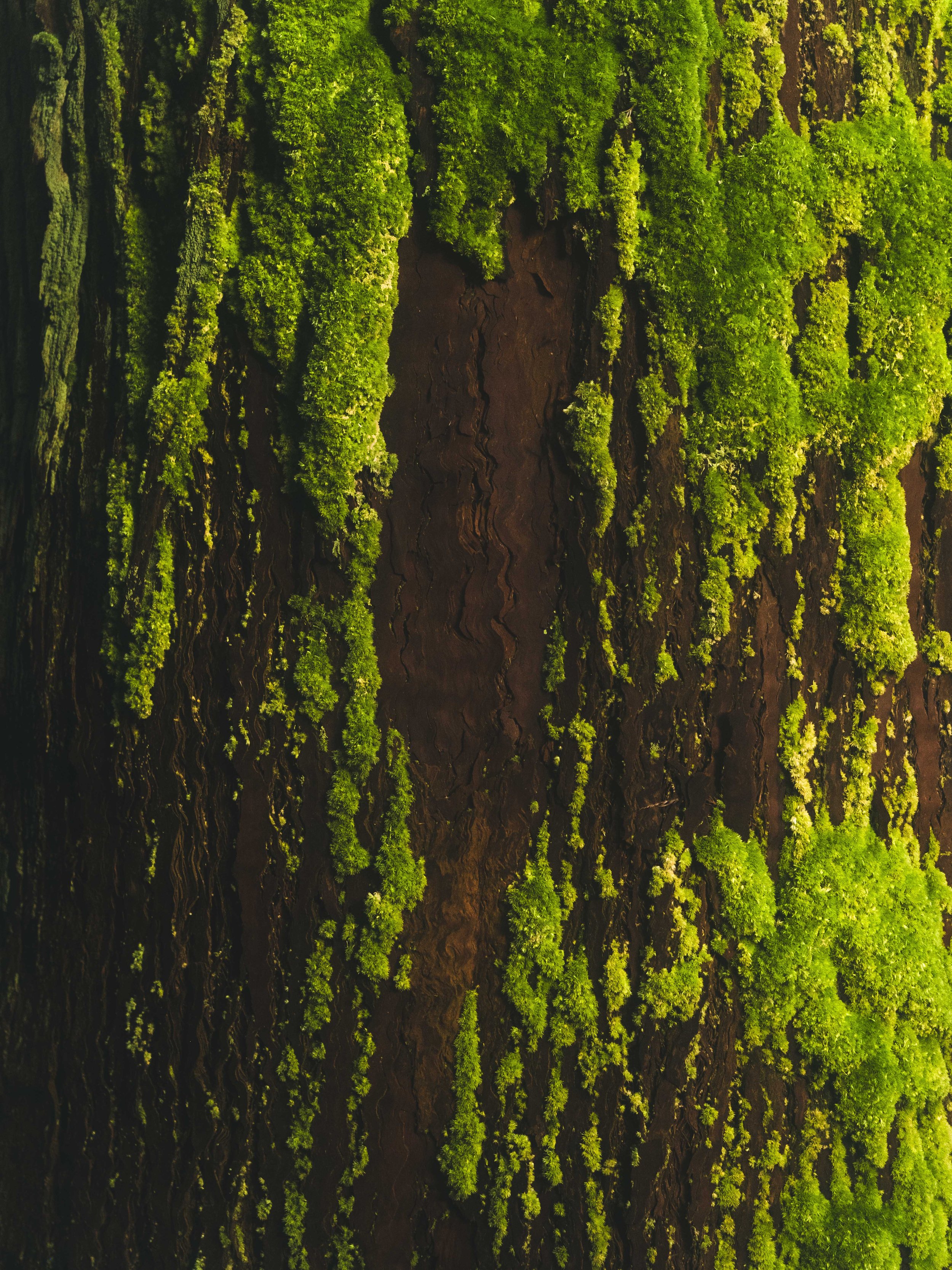 Sebastiaan Rodenhuis Fotografie - Portugal Azxoren Oktober 2025 -17.JPG