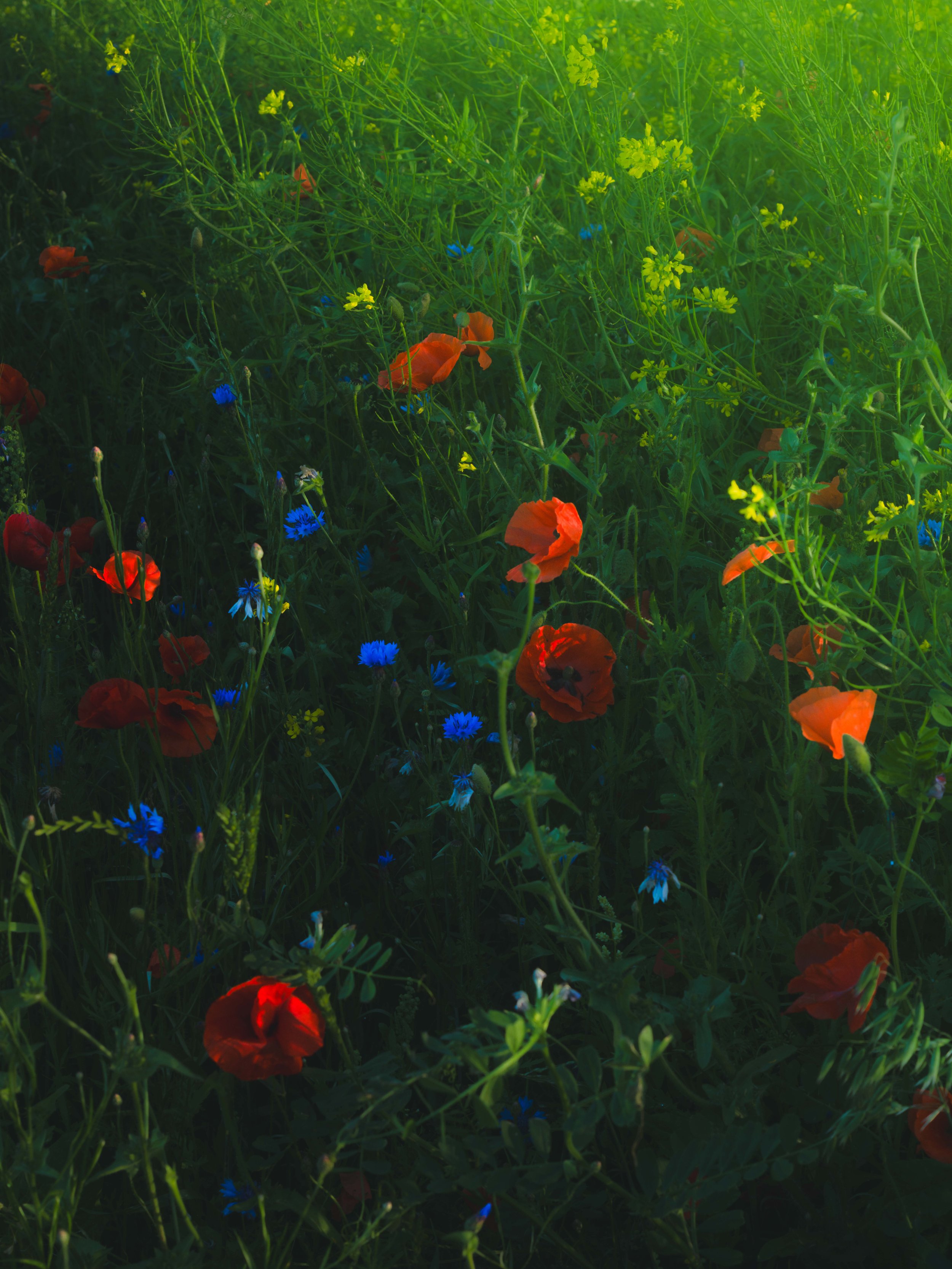 Sebastiaan Rodenhuis Fotografie - Bloemen Zuidhorn Juli 2025-1.JPG
