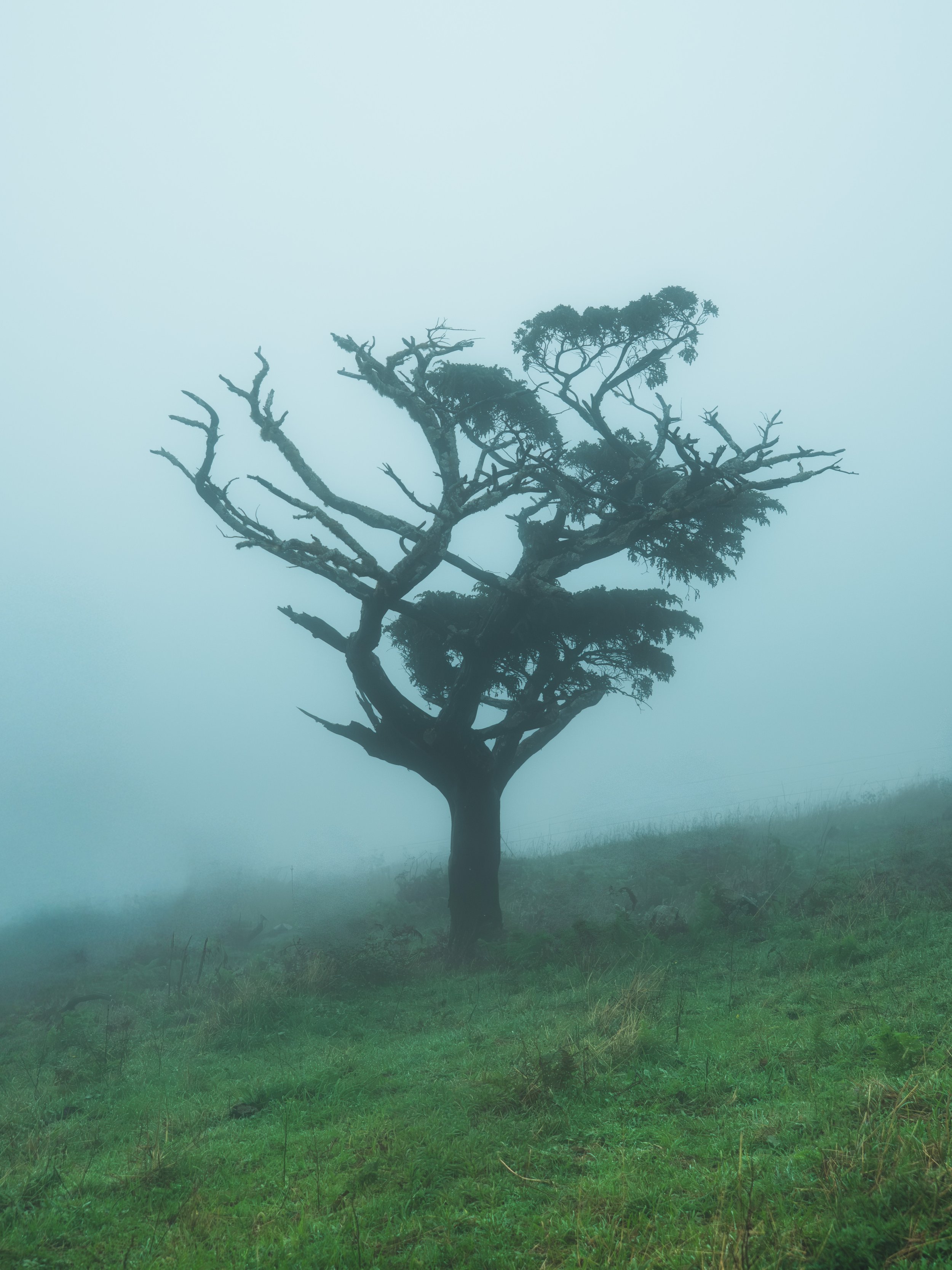 Sebastiaan Rodenhuis Fotografie - Portugal Azxoren Oktober 2025 -9.JPG