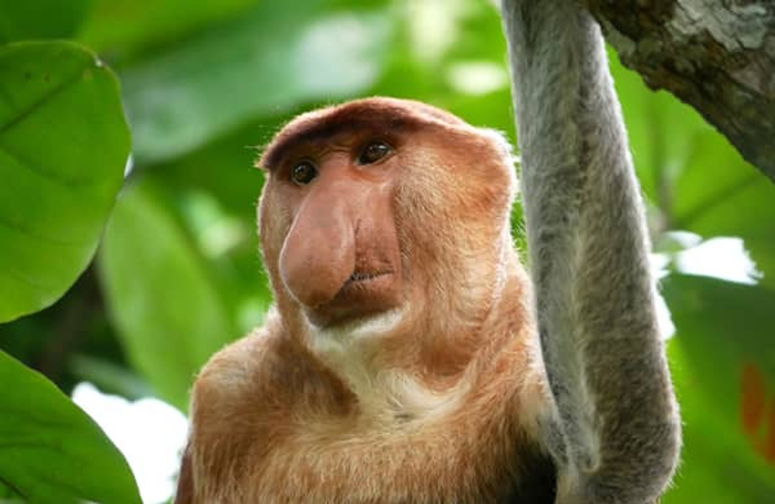 borneo image.jpg