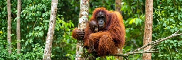 World School Camp: 11 Day Rainforest Expedition – Borneo
