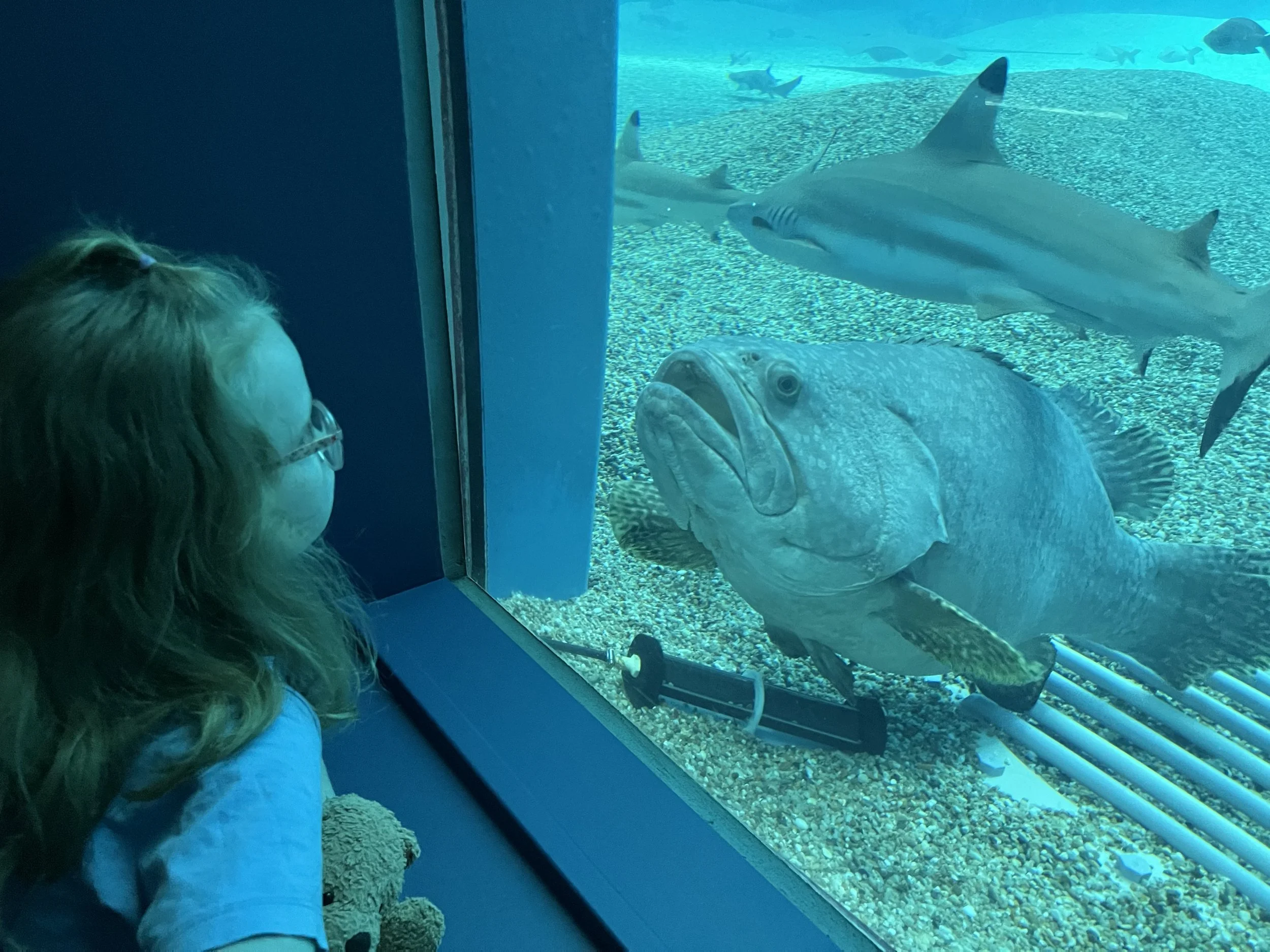 A child watching a large grouper fish and reef sharks swim past the glass at Osaka Aquarium Kaiyukan