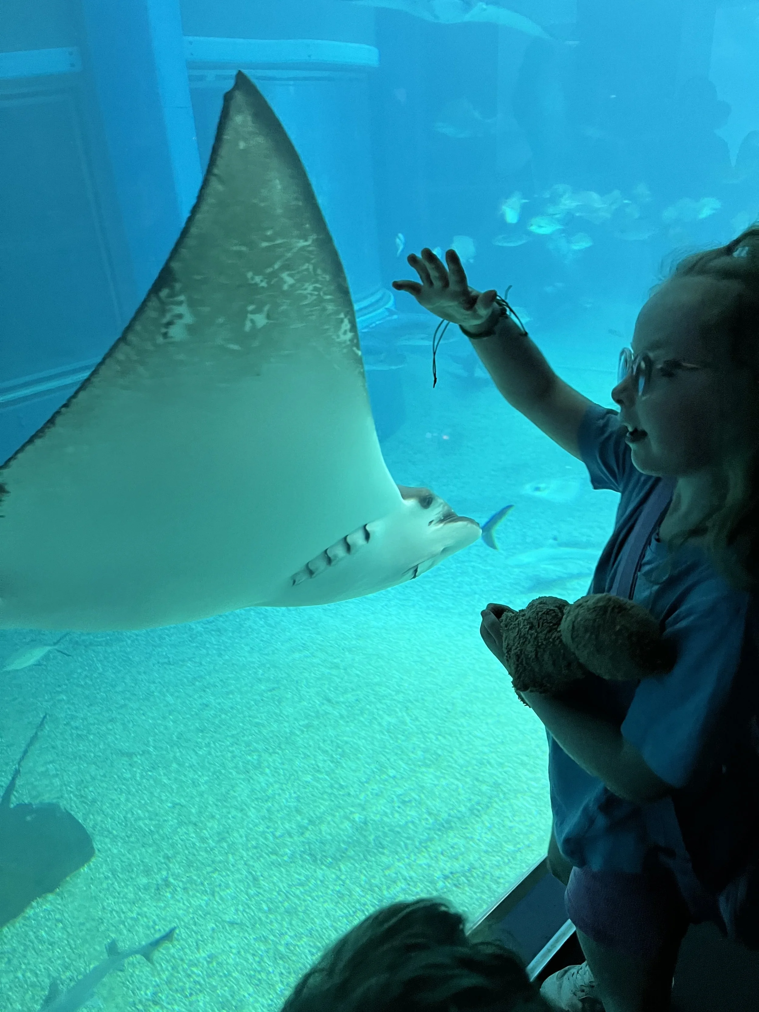 Child reaching up to touch the glass near a stingray gliding past at Osaka Aquarium Kaiyukan