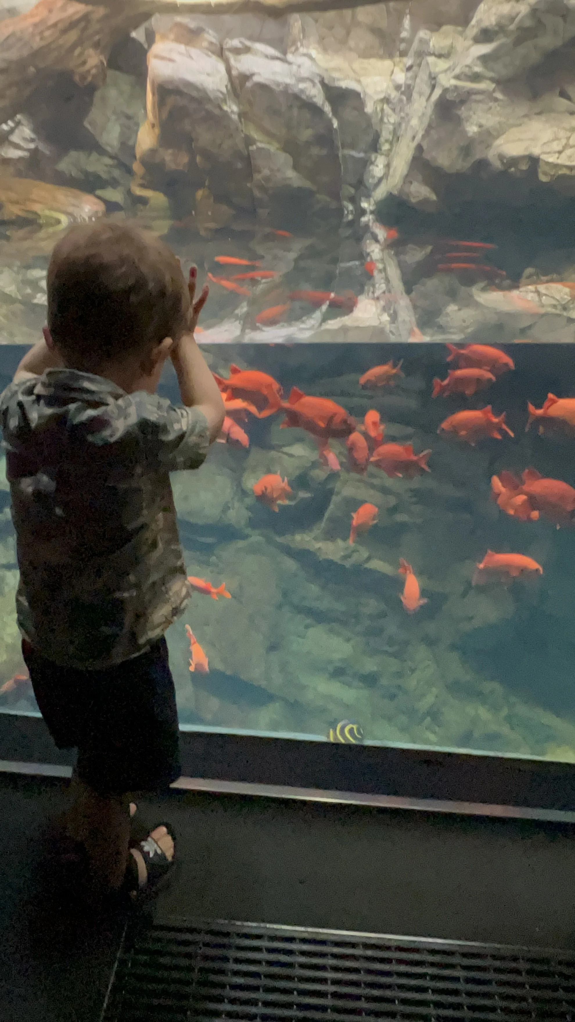 Young boy pressing his hands to the glass at Osaka Aquarium Kaiyukan, watching a school of orange fish swim past
