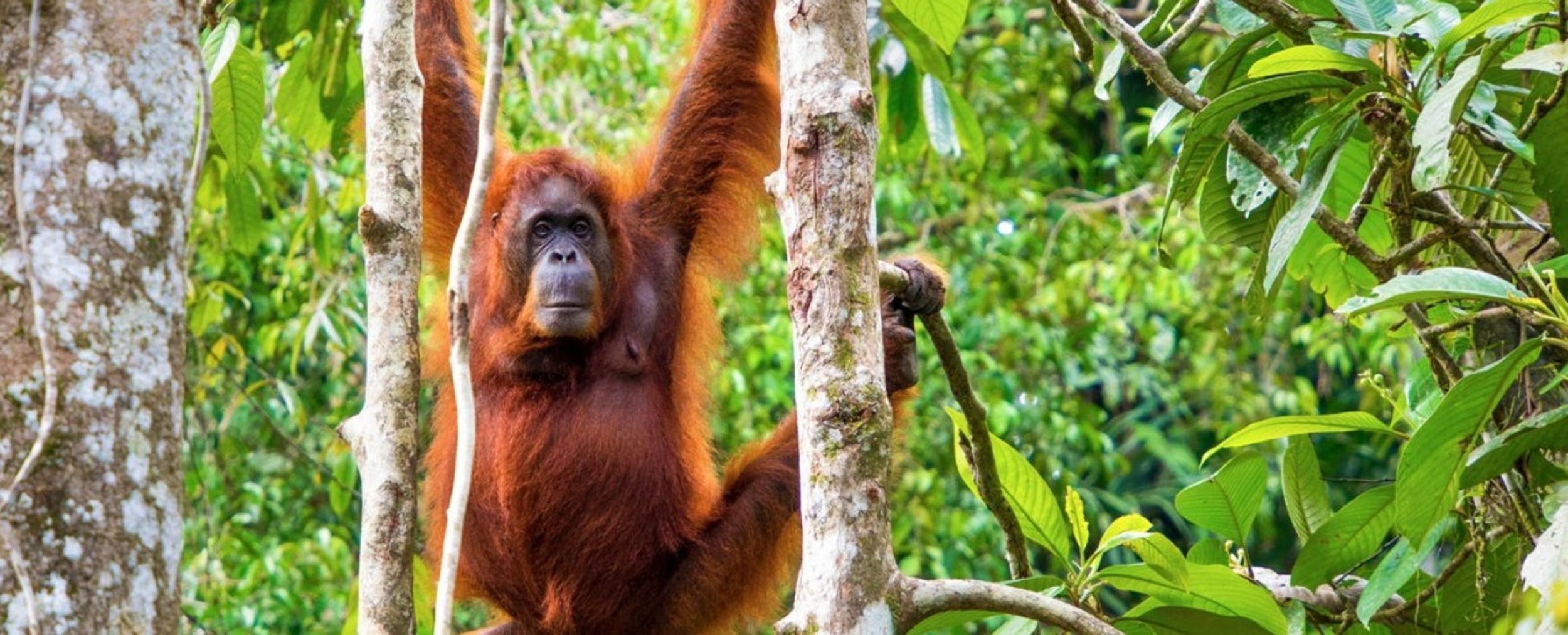 Borneo 10.jpeg