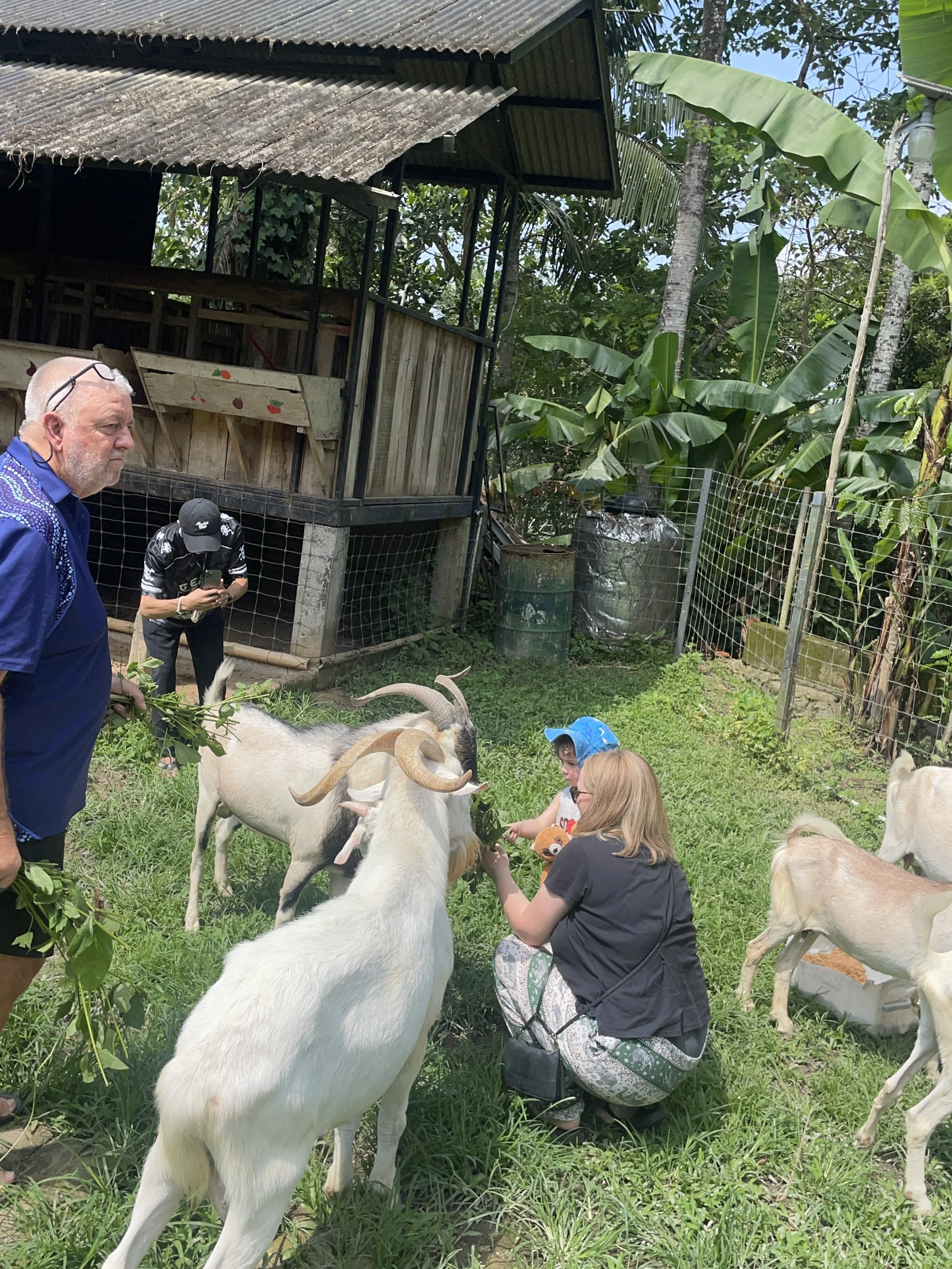 Feeding goats on a family farm visit in Bali