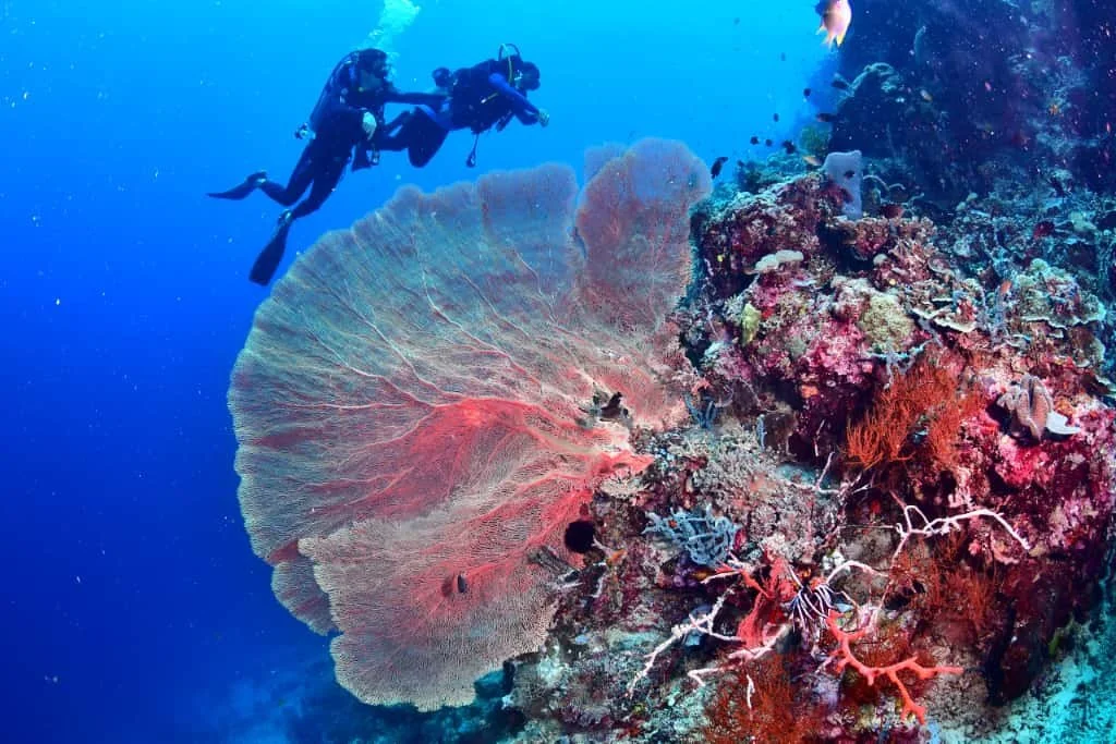 diving 4.jpg
