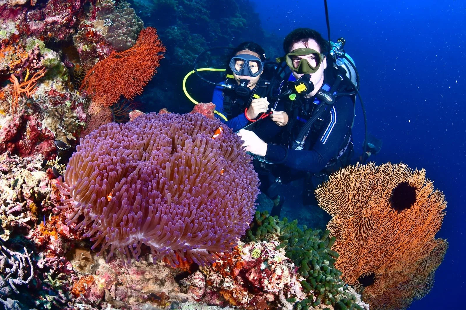 diving 3.jpg