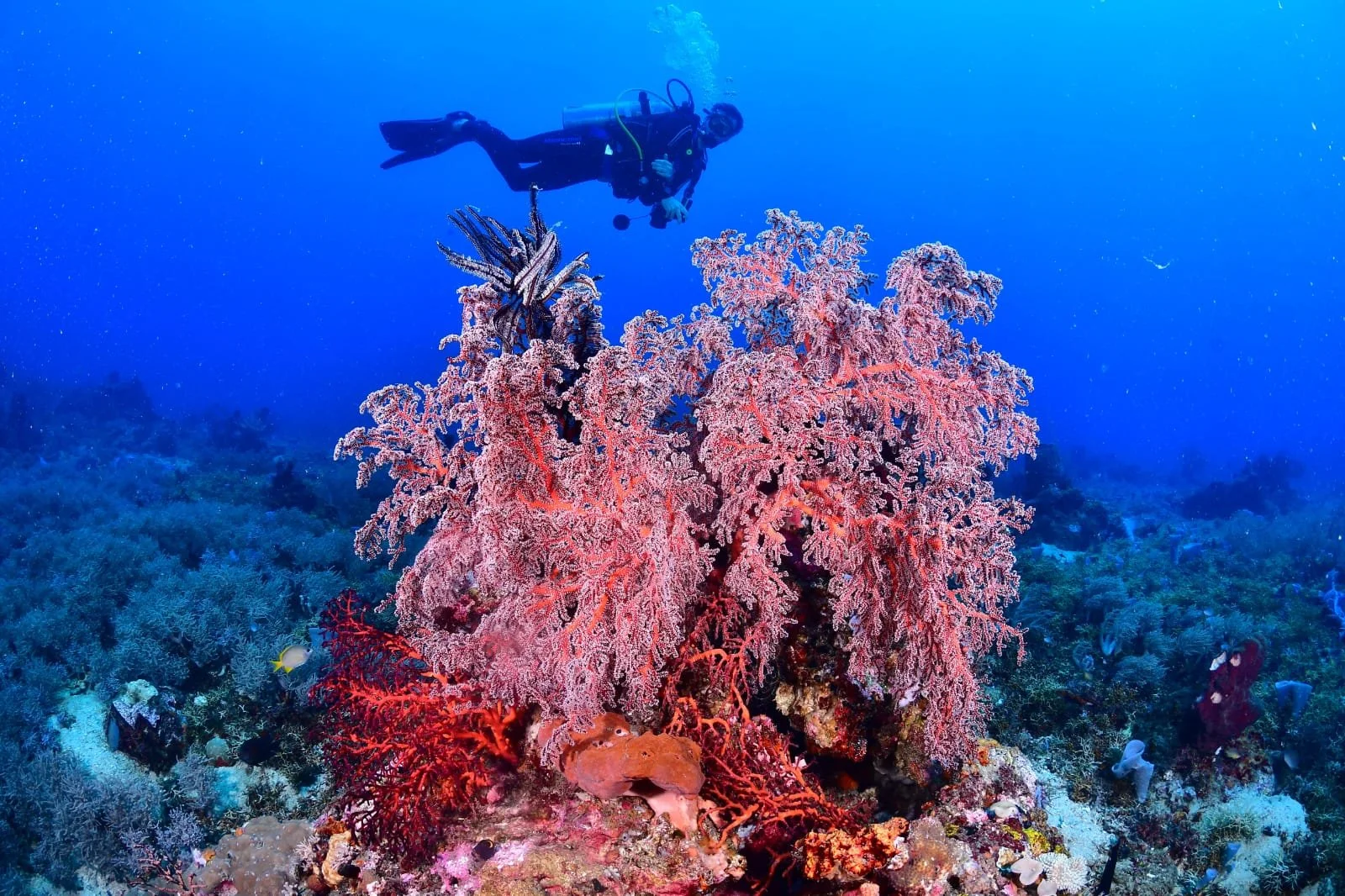 diving 5.jpg